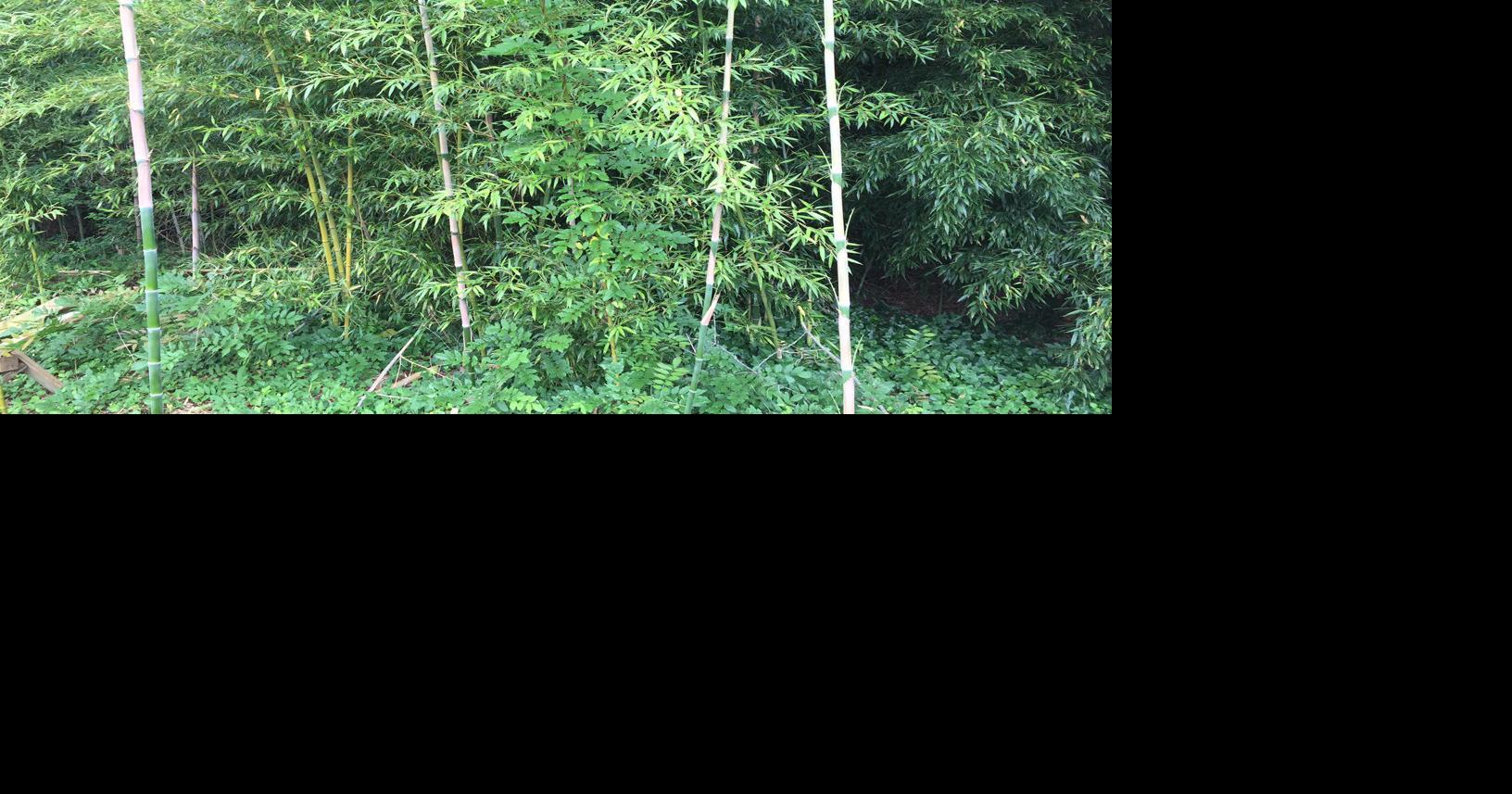 Gardening Q&A Can you plant bamboo in Virginia?