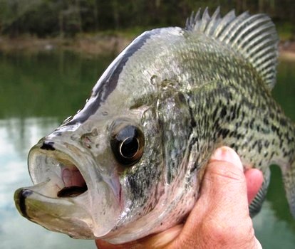Cold rainy days perfect for crappie: Anglers who brave the cold are rewarded
