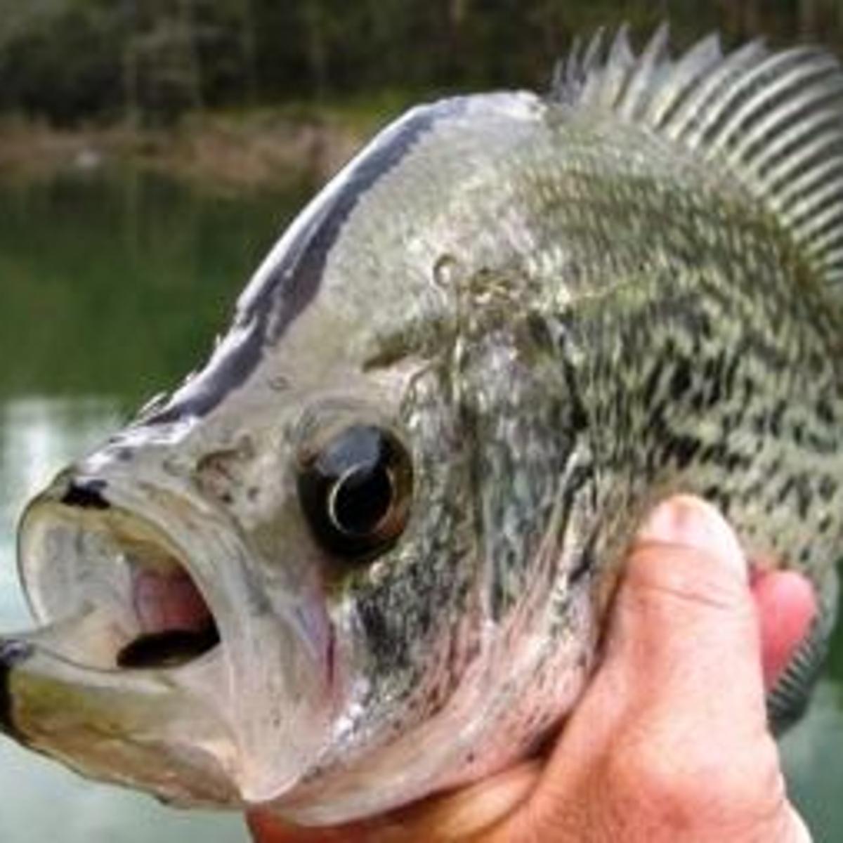 Cold Rainy Days Perfect For Crappie Anglers Who Brave The Cold
