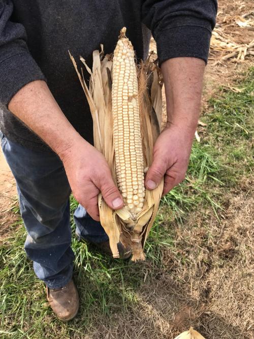pic of corn
