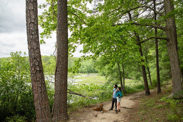 Pet safety tips for visiting Virginia State Parks