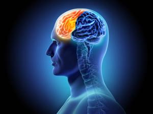 Scientists map gene activity in brain's prefrontal cortex