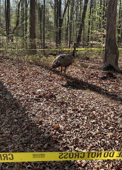Emu