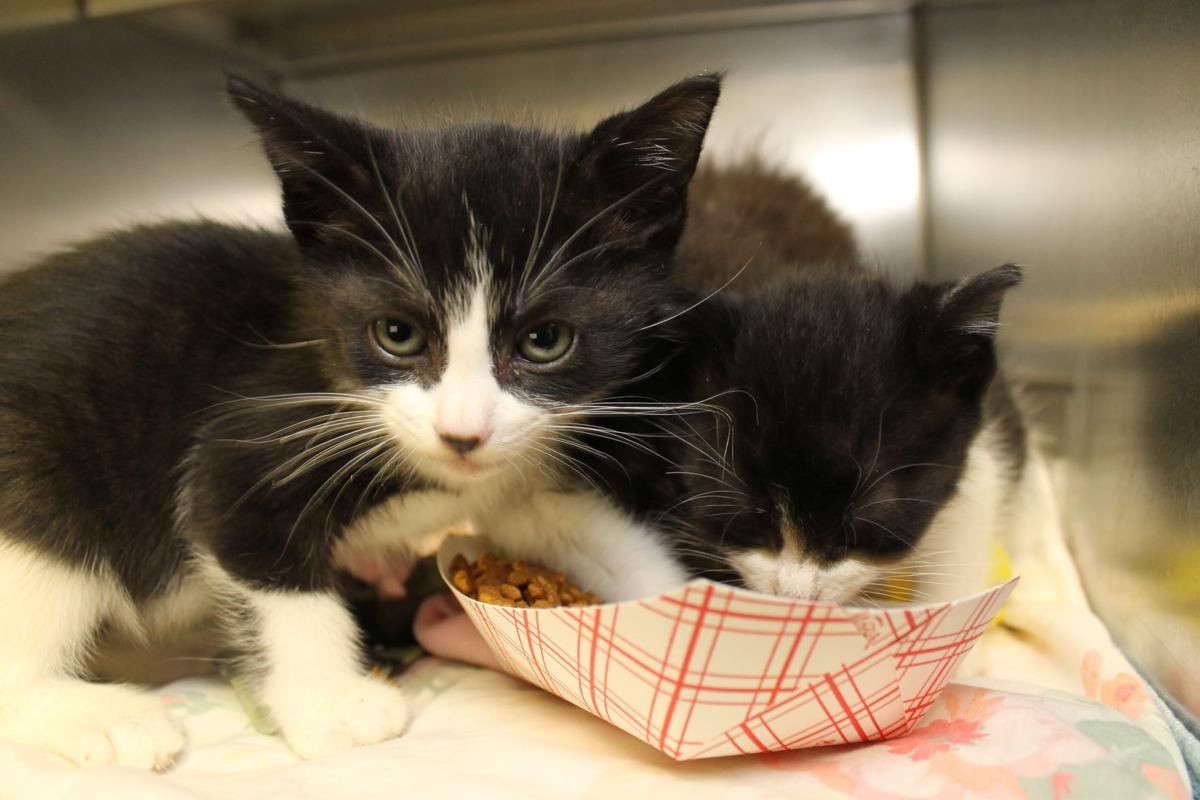 PHOTOS Richmond SPCA receives 32 cats, kittens from region impacted by