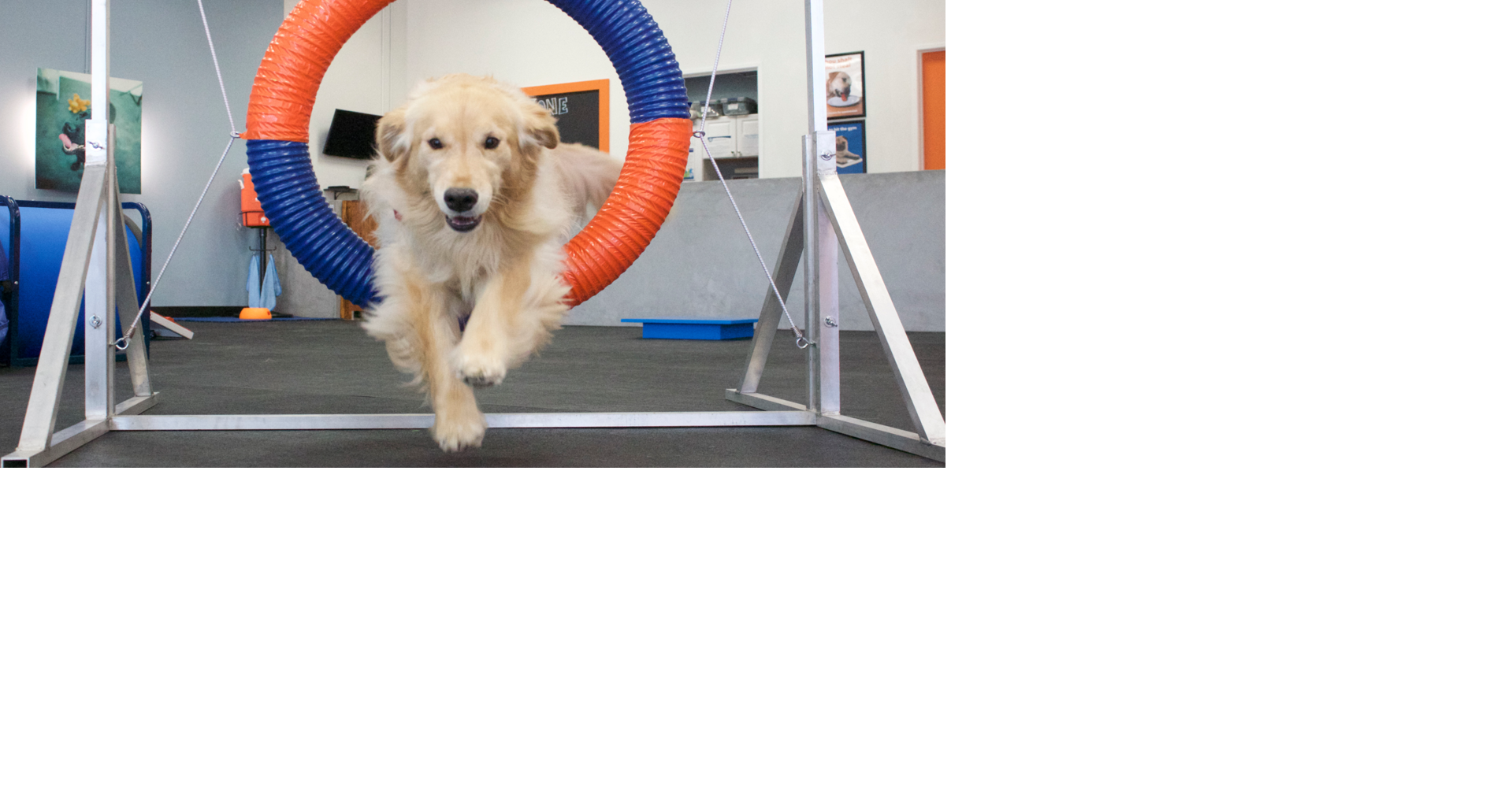 Indoor dog training facility Zoom Room comes to Richmond with $5 agility classes this weekend