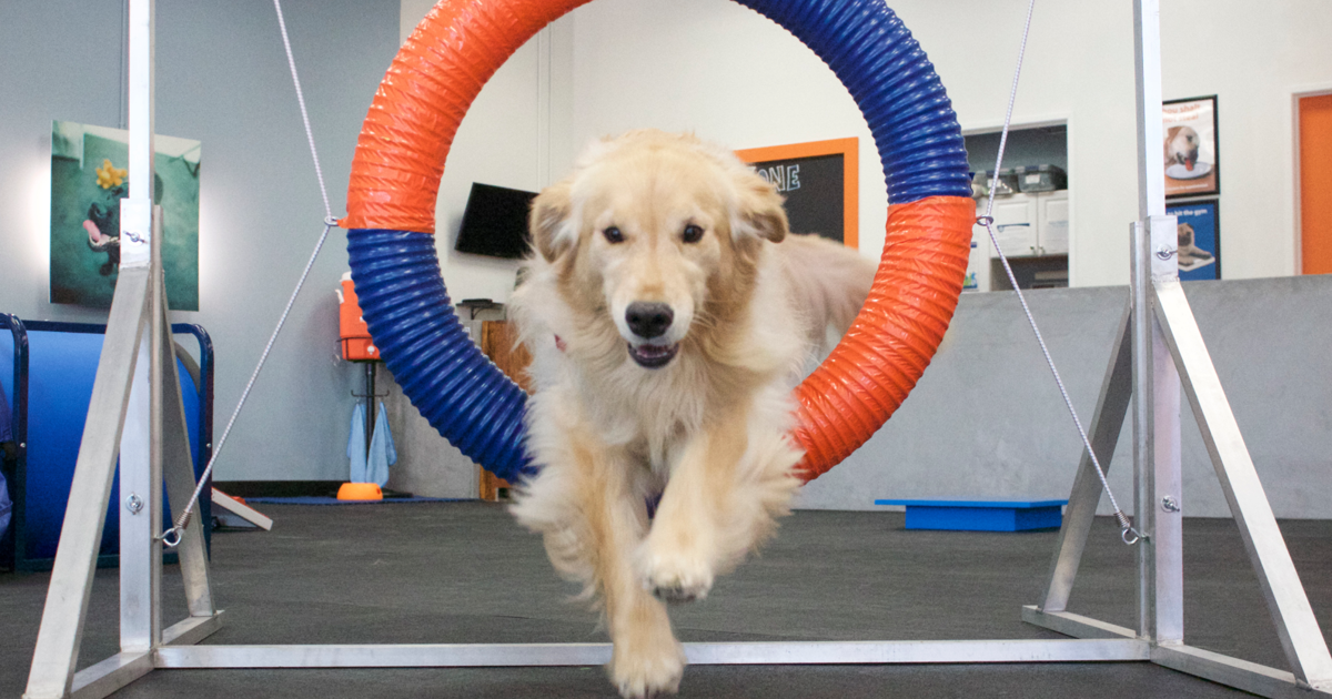 Indoor dog training facility Zoom Room comes to Richmond with $5 agility classes this weekend