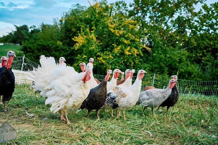 Flock of turkeys