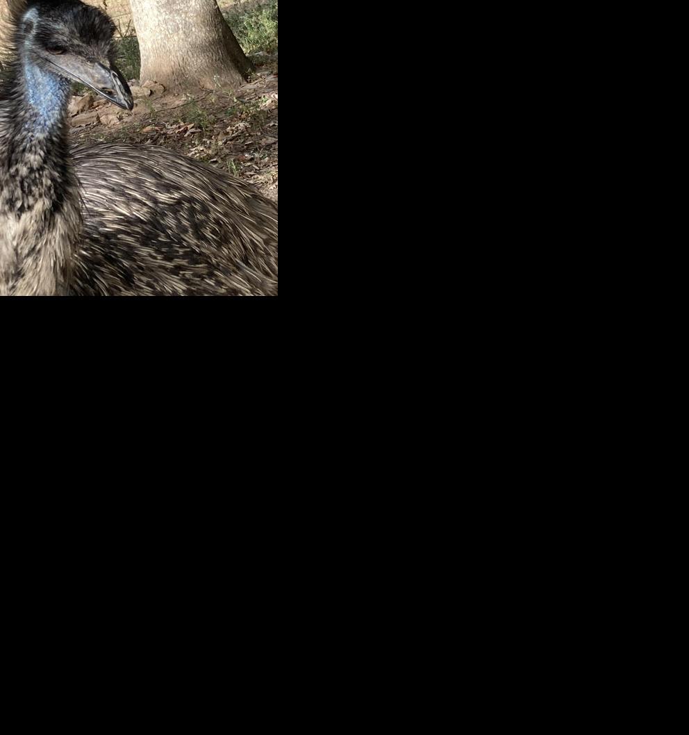 Runaway Powhatan emu reunited with grateful family