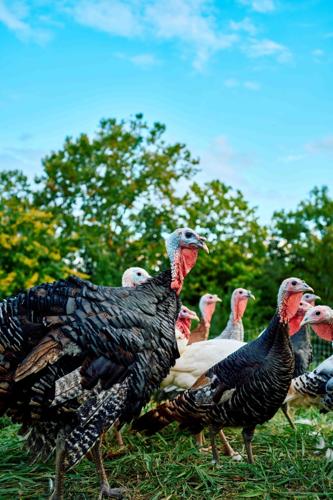 heritage turkeys