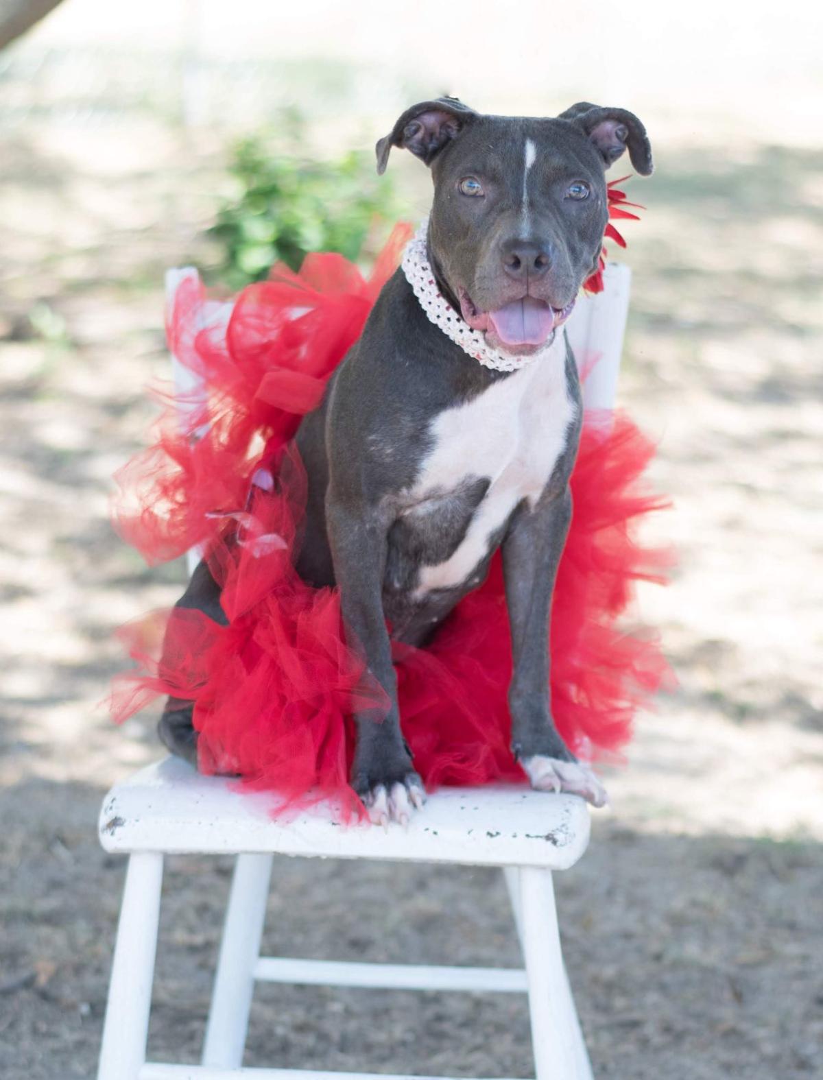 Rescue cats and dogs affected by Hurricane Florence are ...