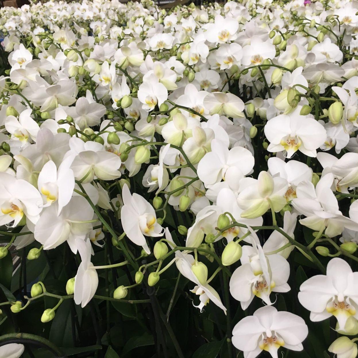 Orchids The No 1 Reason Phalaenopsis Don T Bloom Richmond Com