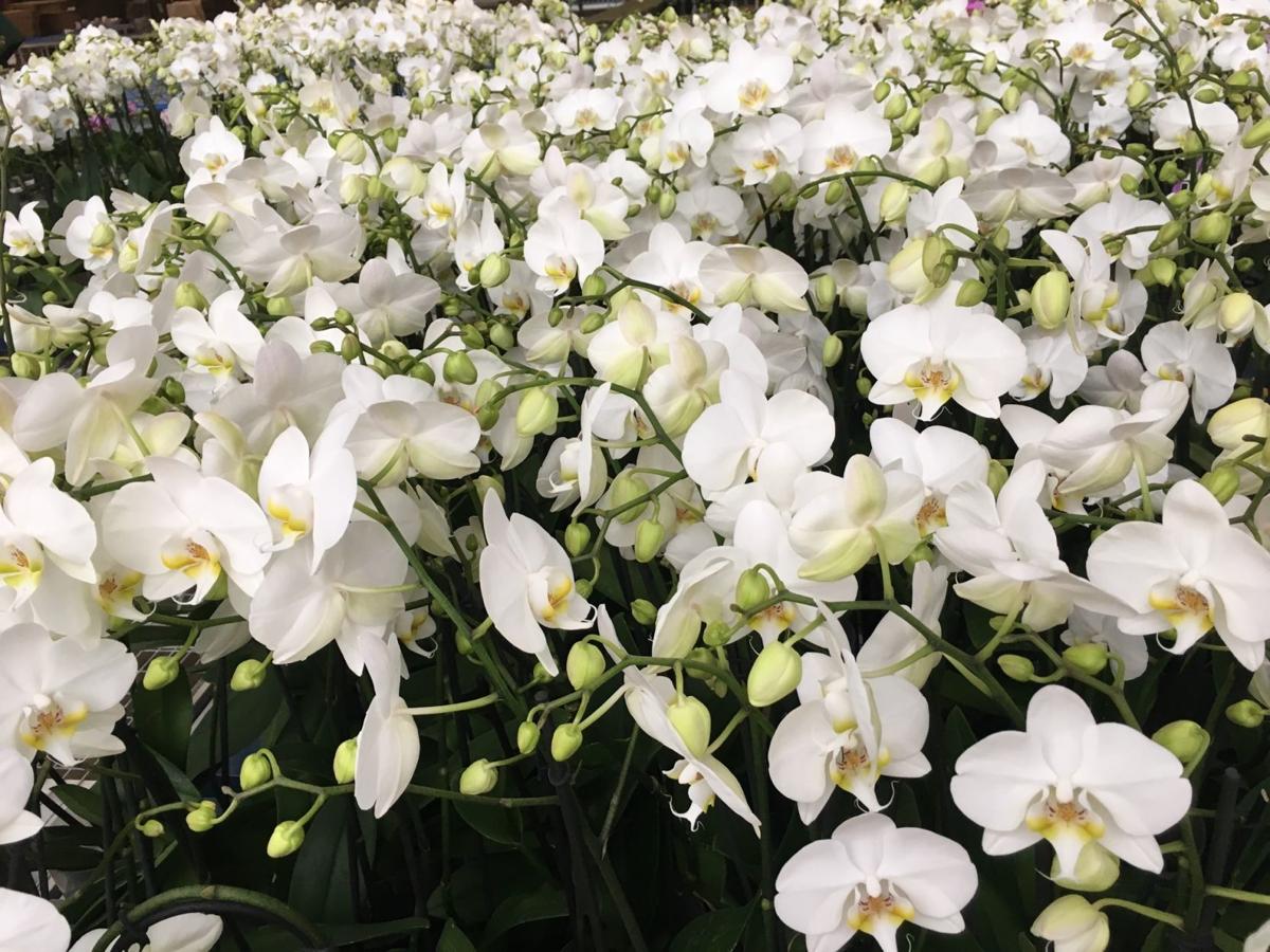 Orchids The No 1 Reason Phalaenopsis Don T Bloom Richmond Com