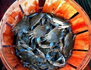 Va Blue Crab Season Off To Strong Start News Richmond Blue Crabs