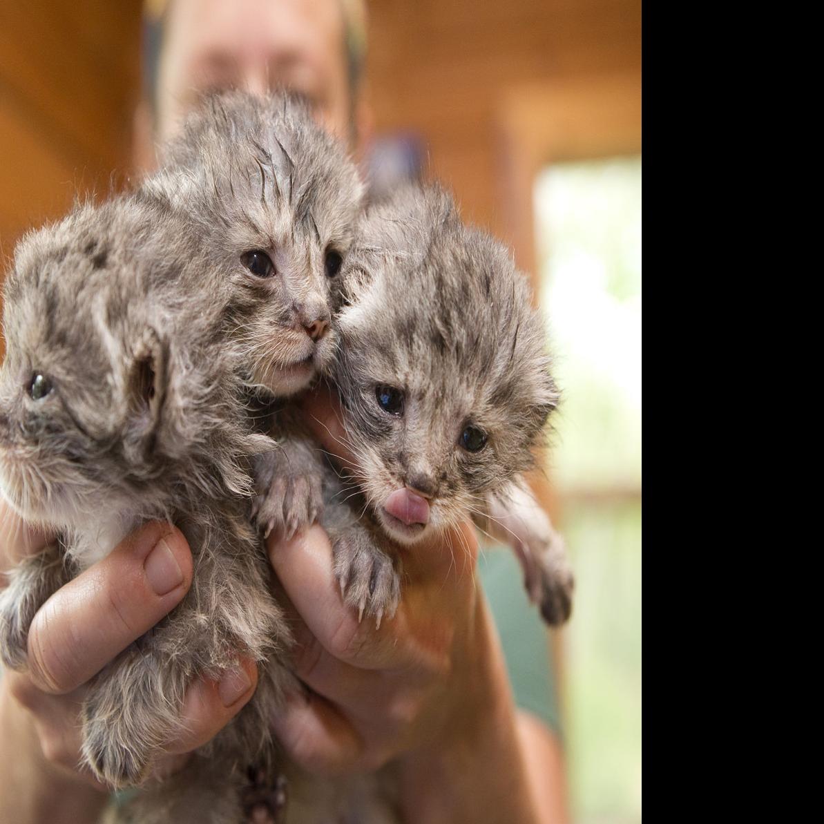 Photos Pallas Cat Kittens Born At Mill Mountain Zoo Virginia