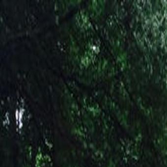 Street Beat Vdot Tree Limb Policy Isn T Cut And Dried Richmond Local News Richmond Com