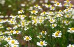 Chamomile