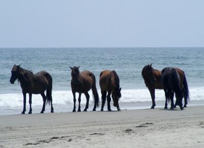 How Do Outer Banks Wild Horses Survive Hurricanes Like Dorian