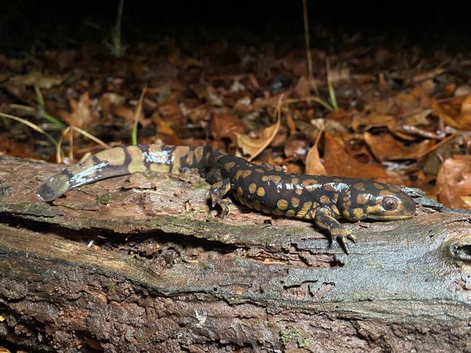 Drought and Aquatic Wildlife