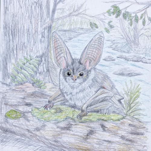 Winners of 2026 Restore the Wild Artwork Competition Chosen