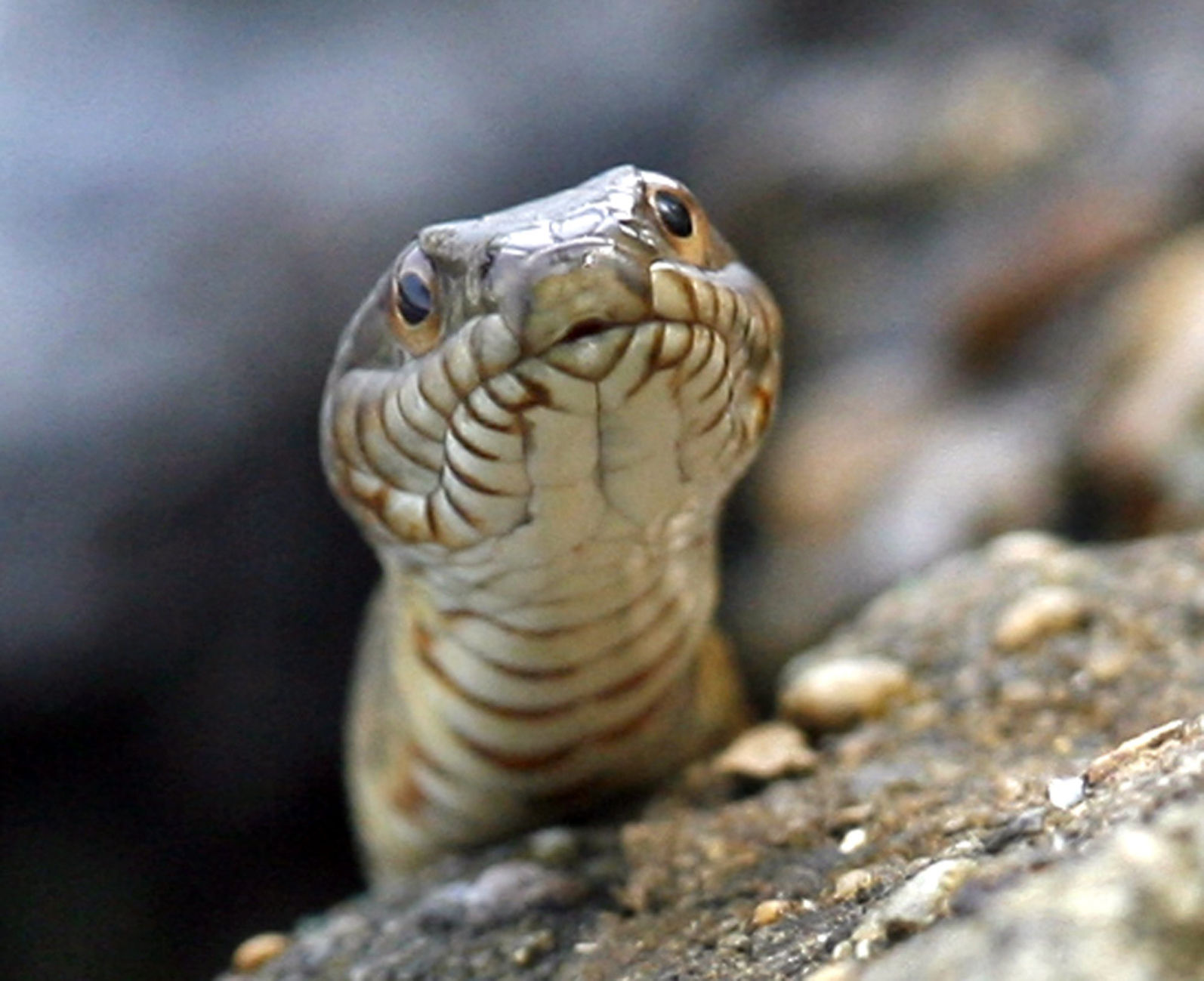 Silther Me Timbers! 10 Things To Know About Snakes In Virginia ...