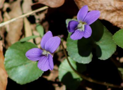 Violets