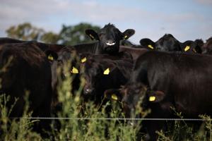 As Europe bakes, momentum grows for climate-resilient farming