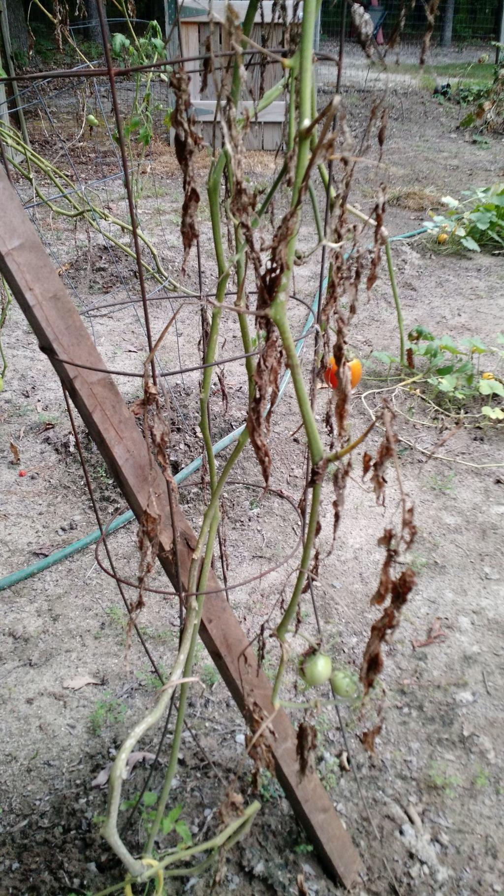 Gardening Q A What S Making Mature Tomato Plants Wilt Nandina Bushes Die Richmond Com