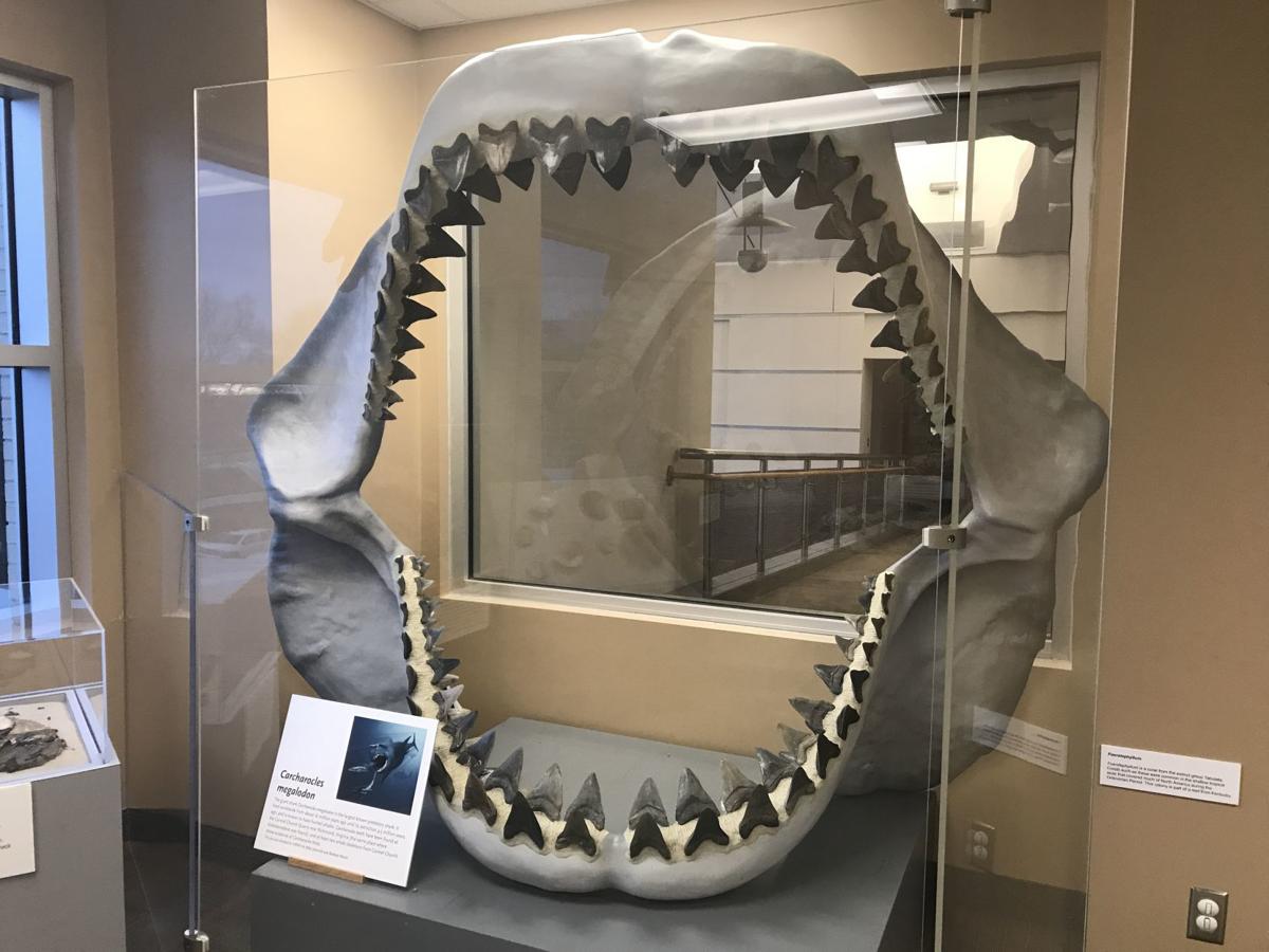 Natural History: Megalodon, a huge shark in Virginia | Discover