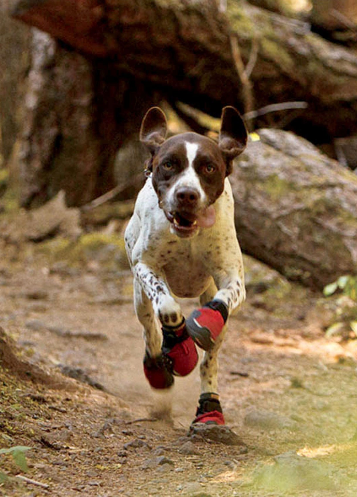 Dog store grip boots