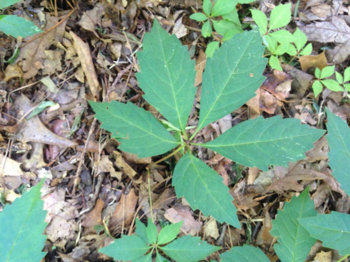 Gardening Q&A Know the difference between poison ivy, Virginia creeper