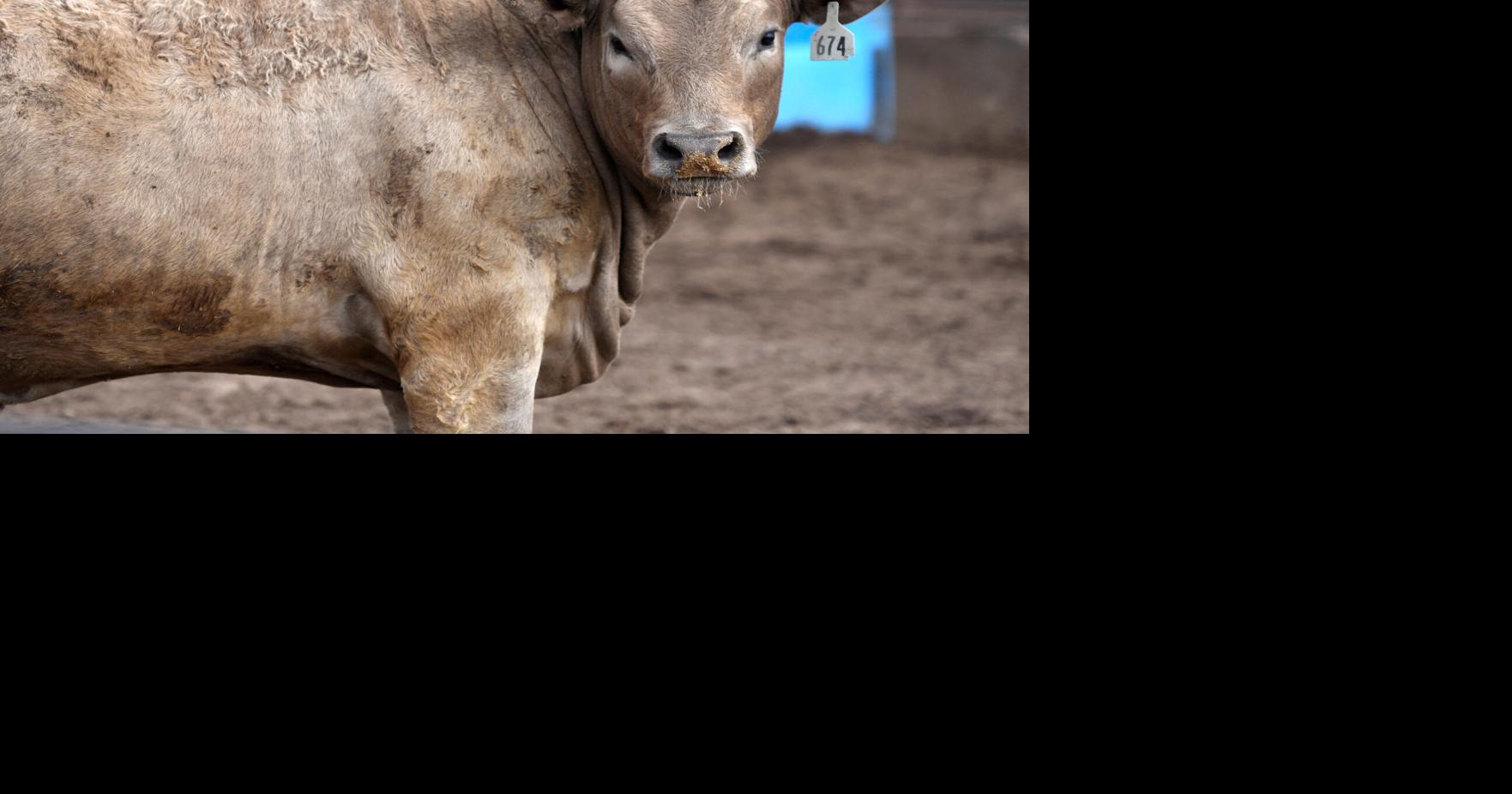 Q&A: What Trump's beef plan could mean for Virginia cattle farmers and grocery prices Aug 27, 2026