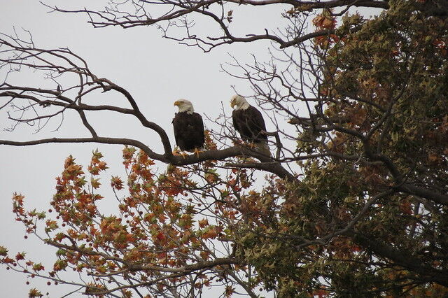 Fall wildlife watching at Virginia State Parks