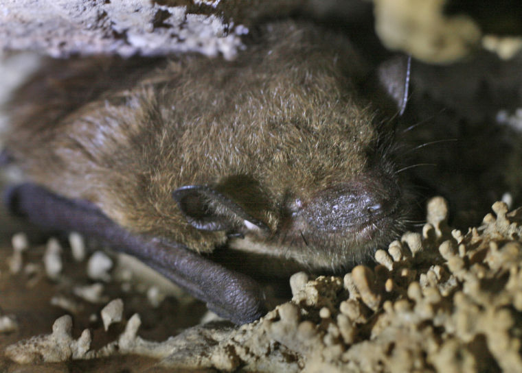 Endangered bats in Virginia Richmond Latest News