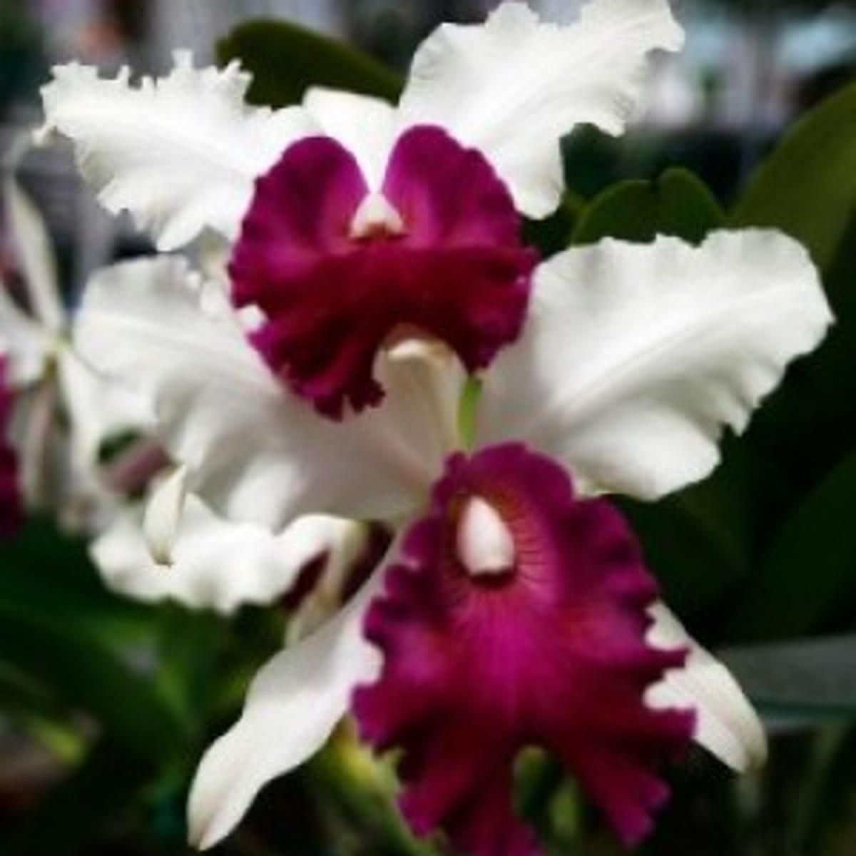 Local Orchid Grower To Speak In Australia This Month Goochland Gazette Richmond Com