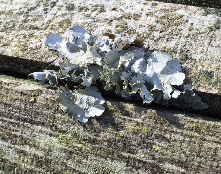 Gardening Q&A: lichens on azaleas, getting rid of moss, eliminating
