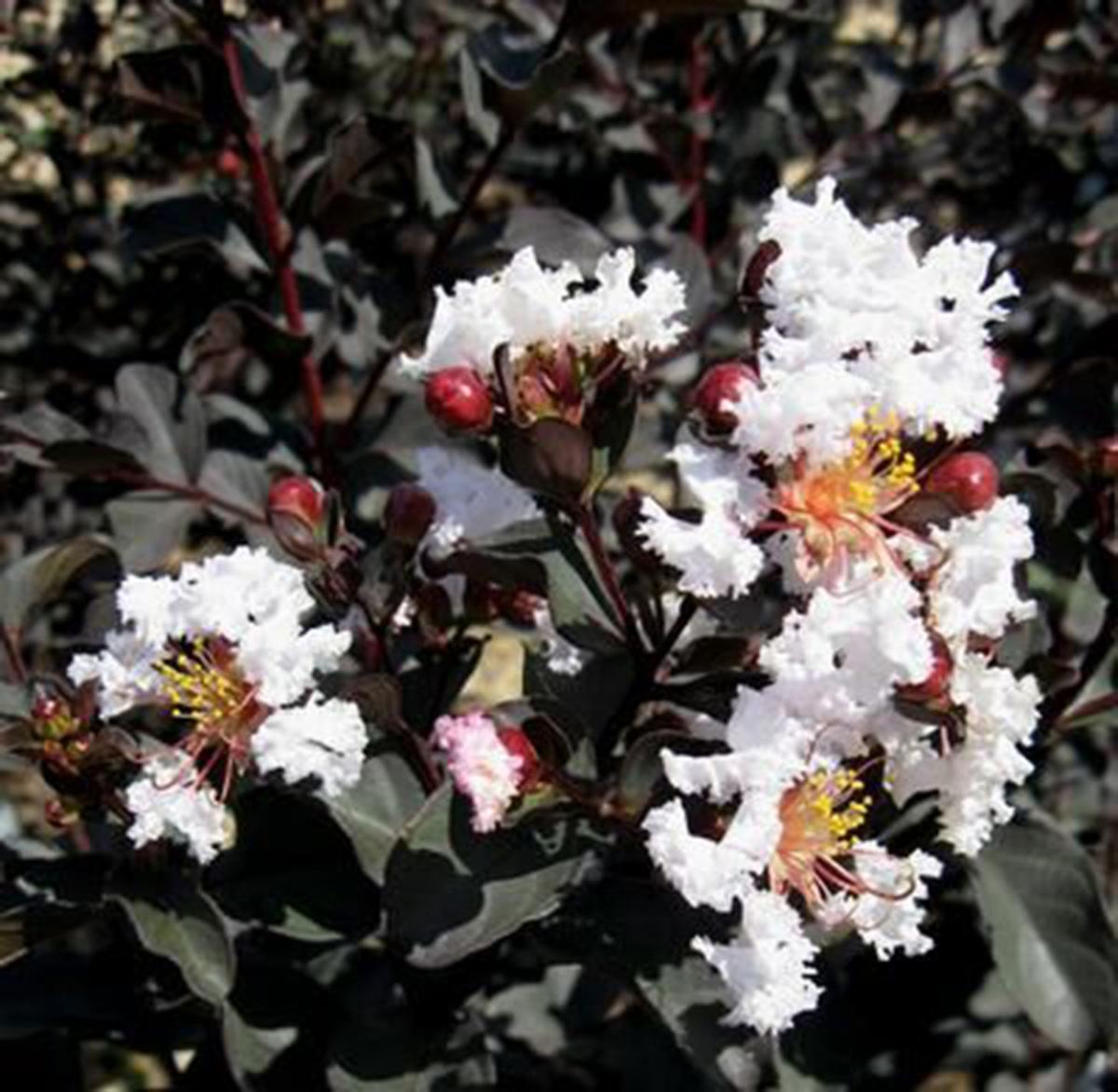 Celebrating The Crape Myrtle In Summer Richmond Com