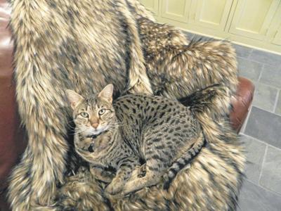 Lovingston Man Charged In Neighbor S Cat S Death Virginia