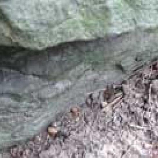 Gardening Q A No Easy Control For Voles Richmond Com