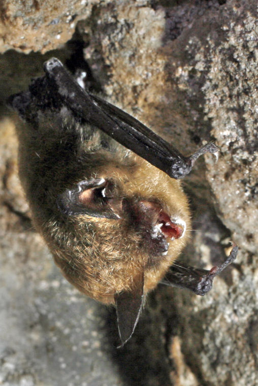 Endangered bats in Virginia Richmond Latest News