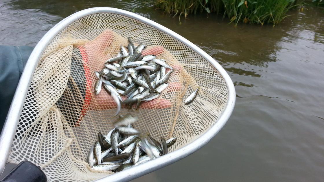 F1 Hybrid Bass Or Tiger Bass Richmond Com