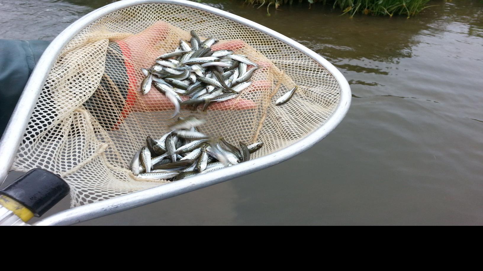 Clarkson Restocking Bass Supply On Chickahominy Great For Local Anglers Local Richmond Com