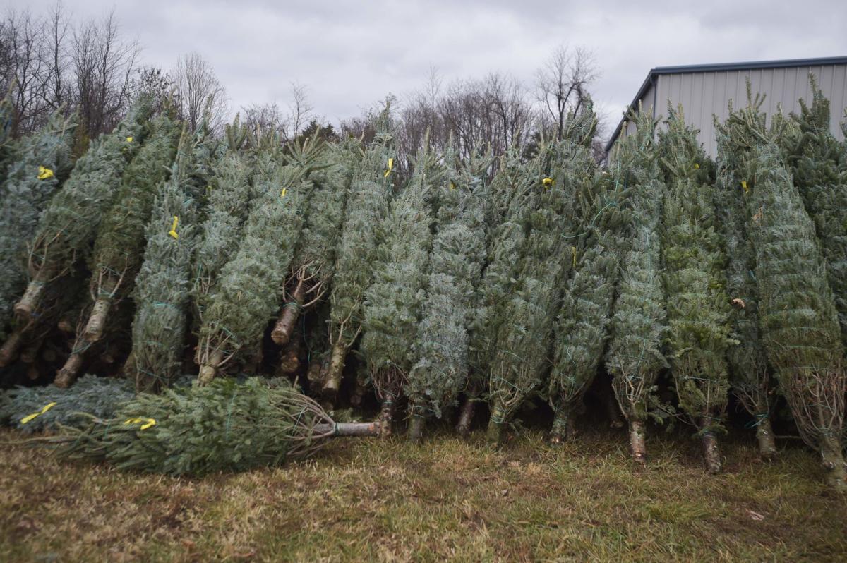 Bedford Tree Farmer Offers Advice On Picking The Perfect Tree Virginia Richmond Com