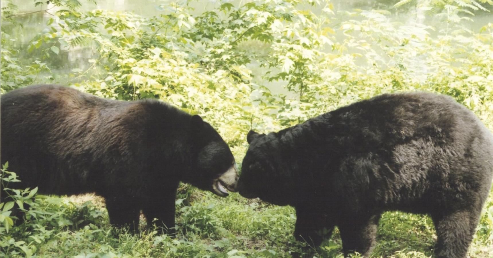 Maymont bears euthanized after biting a child in 2006 - Vimarsana News