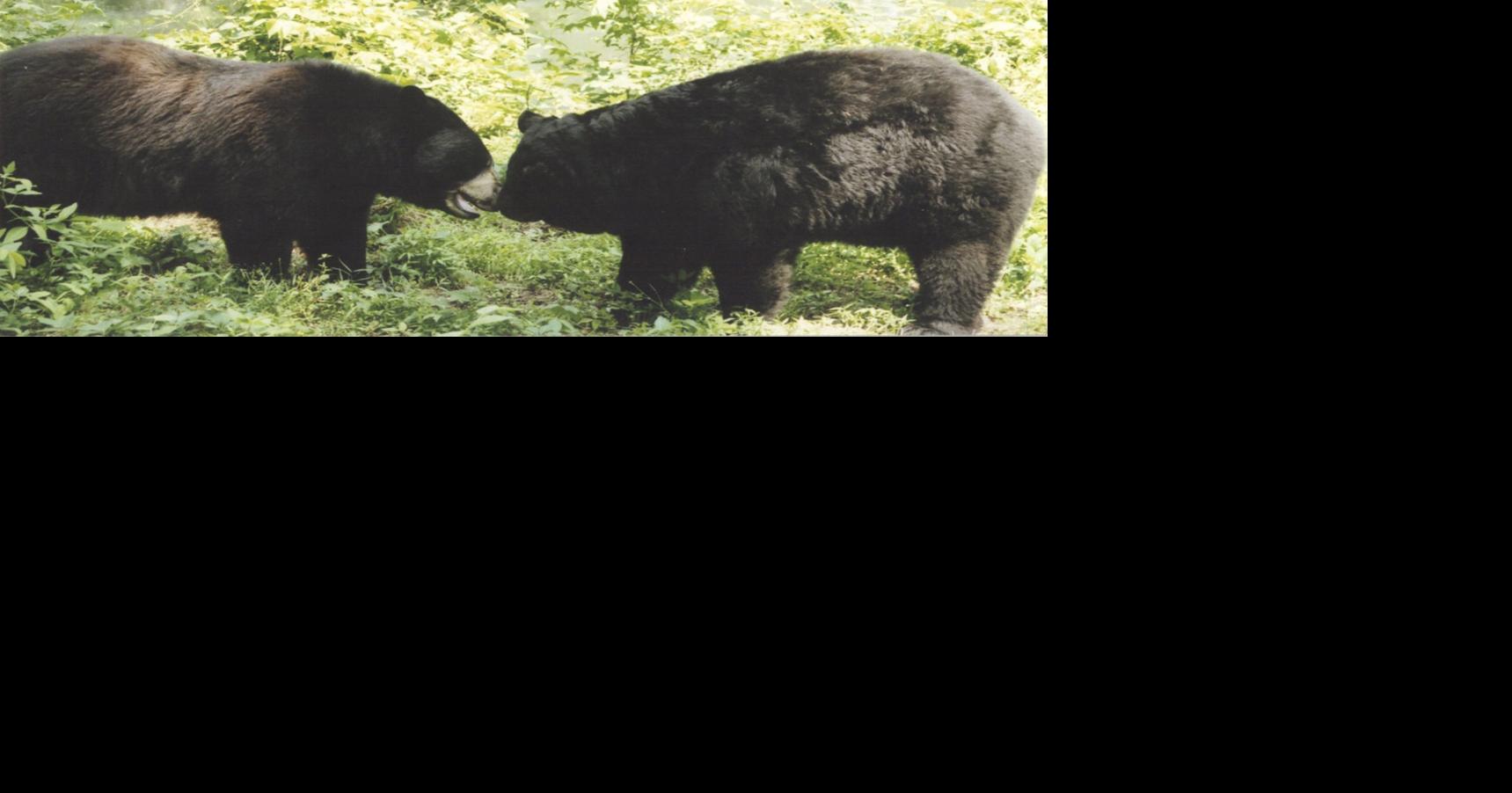 FROM THE ARCHIVES From the Archives: Maymont bears euthanized after biting a child Aug 11, 2026