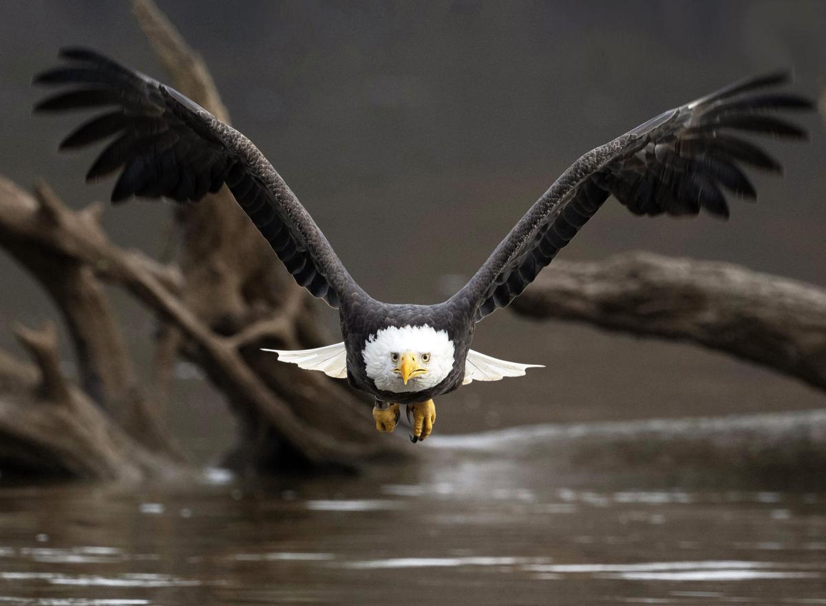 The Eagle Has Landed After Decades Flying Thousands Of Miles To Find Nests Pair Of Virginia Eagle Spotters Make Final Flight State And Regional News Richmond Com