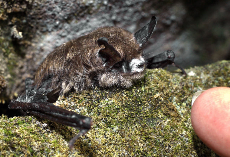 Endangered bats in Virginia News