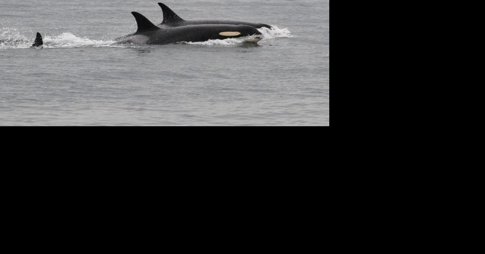 An orca that carried her dead calf for weeks in 2018 is doing so once ...