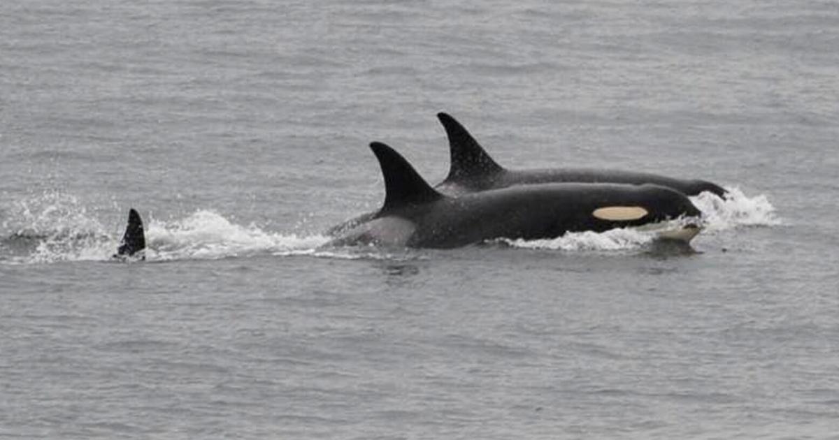 An orca that carried her dead calf for weeks in 2018 is doing so once ...