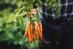 Hungry Harvest | Stock Img4 Getty