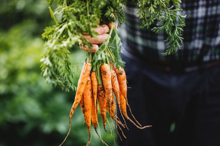 Hungry Harvest | Stock Img4 Getty